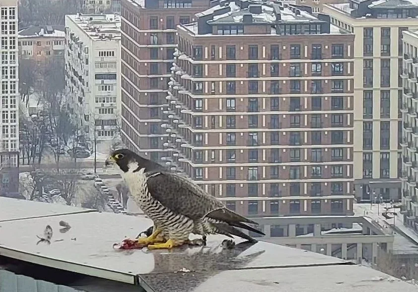 соколиное семейство
